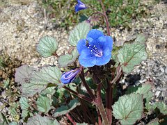 phacelia campanularia